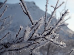 Frost auf den Ästen - Lofoten