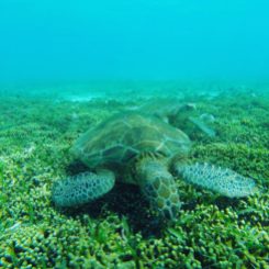 Gleich mehrere Meeresschildkröten auf einmal